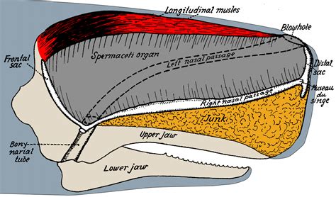 Download Sperm Whale Head Anatomy - Sperm Whale Skull Anatomy PNG Image with No Background ...