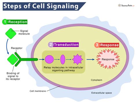 Cell Signaling – Definition, Steps, Types, Examples, & Diagram