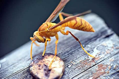 Paper wasps capable of behavior that we consider part of logical reasoning