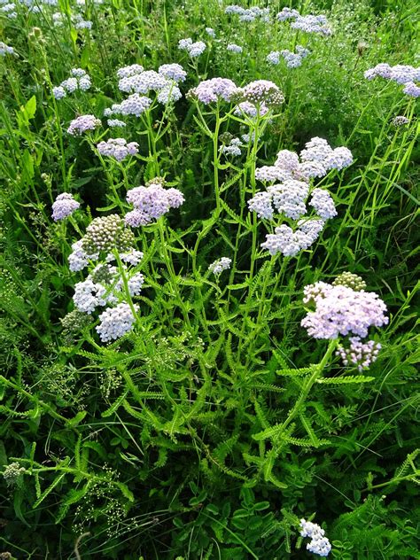 Yarrow Achillea Medicinal - Free photo on Pixabay - Pixabay