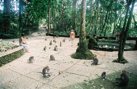 Ubud Monkey Forest, Nature Reserves To 340 Monkeys - Traveldigg.com