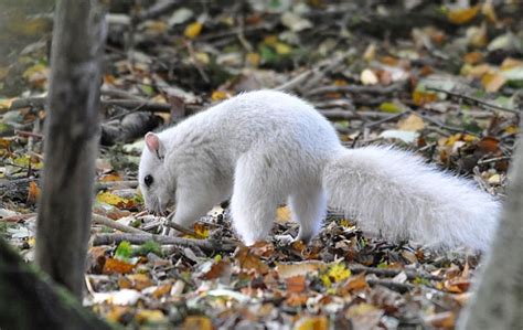 Extremely Rare White Squirrel Spotted in the Woods of England