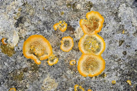 Ta Cenc - Lichens (1) | Gozo | Pictures | Malta in Global-Geography