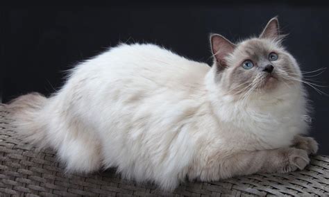 Ragdoll Cute Cats | Cute Cats