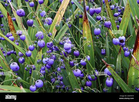 Dianella tasmanica Tasman flax-lily – loose sprays of oval violet blue glossy berries, August ...