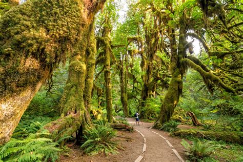 The 3 National Parks in Washington State: What to See + Do!