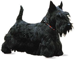 Scottish terrier | breed of dog | Britannica.com