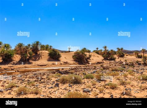 Oasis in the Sahara desert Stock Photo - Alamy