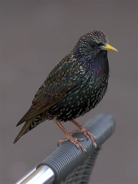 Sturnus vulgaris - Wikispecies