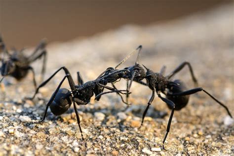 Black ants Fighting stock photo. Image of vision, fighter - 68418378