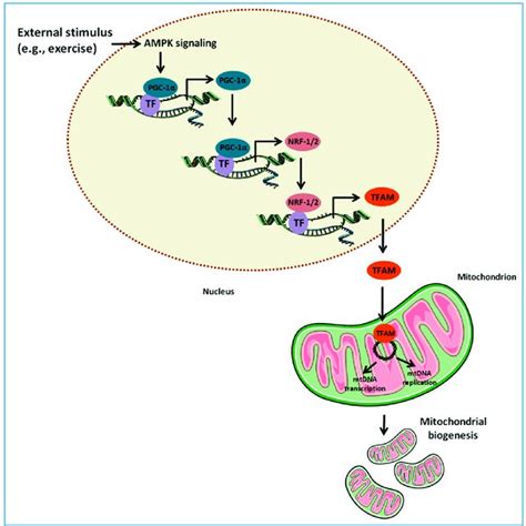 Proposed signaling pathways through which damaged-associated molecular... | Download Scientific ...