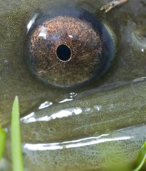 European eel conservation | ZSL