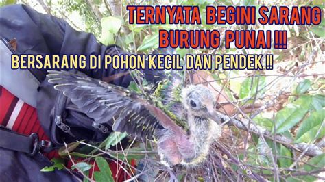 Sarang Burung Punai||Panen Anakan Burung Punai/Delimukan Samrut Di ...