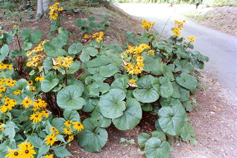 Deer-Resistant Shade Perennials for Northern Virginia - Revolutionary Gardens