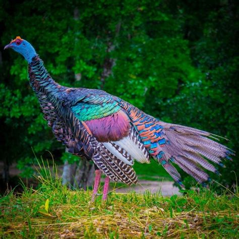 ocellated turkey, beautiful turkey, Meleagris ocellata (1)