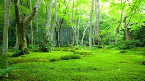 Greenery Beautiful Scenery Green Trees Background Forest HD Nature Scenery Wallpapers | HD ...