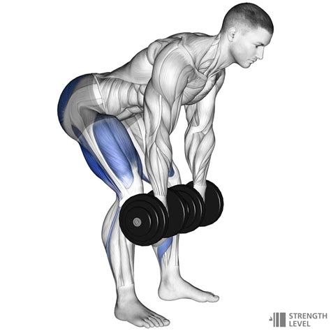 Dumbbell Romanian Deadlift Standards for Men and Women (lb) - Strength ...