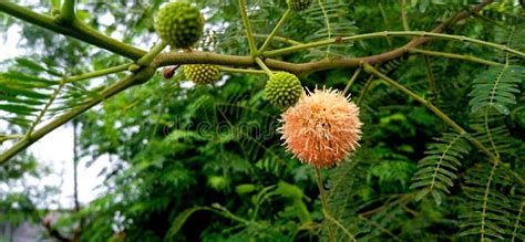 Leucaena Leucocephala Subabul Jumbay Tamarind Ipil-ipil Flower Stock Stock Image - Image of ...