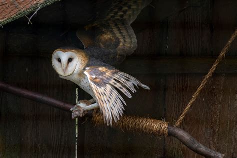 Meet A Barn Owl At Night | Halloween Events | Northwest Trek Wildlife Park