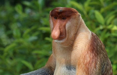 Adaro Develops Ecotourism Destination for Proboscis Monkey Conservation