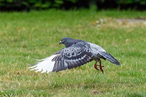 Rock Dove taking off | BirdForum