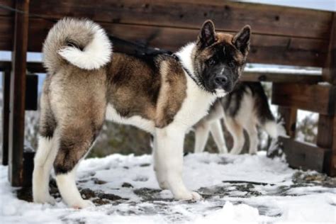 Husky Akita Mix | The Complete HUSKITA Guide | Huskita Puppy – My Happy ...