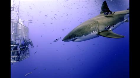 How To Go Scuba Diving With Sharks and Be With Them – Diving Info