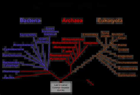 Ribosomes: Everything You Need to Know – Microscope Clarity