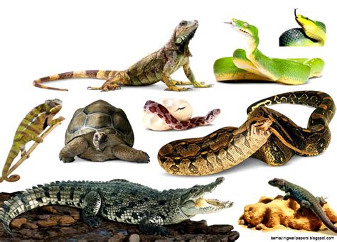 Reptiles Pictures | Amazing Wallpapers