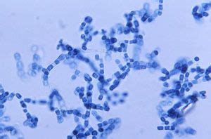 Arthroconidia of Coccidioides immitis. (Centers for Disease Control and ...