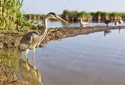 Grey heron fishing - Stock Image - C012/1709 - Science Photo Library