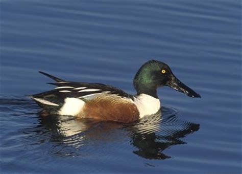 Northern Shoveler