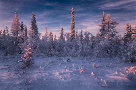 Download Spruce Snow Forest Nature Winter HD Wallpaper