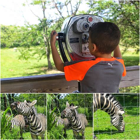 Things to do in Boston with Kids ~ Exploring Franklin Park Zoo – The ...