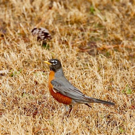 Robin Migration - Bird Watching Academy