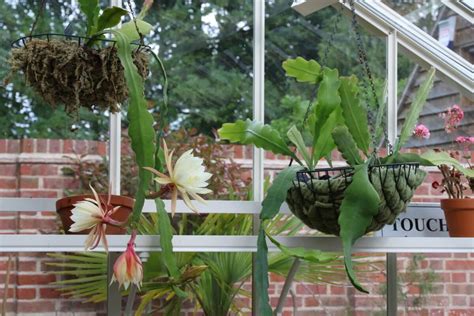 Greenhouse flowers - The Tea Break Gardener