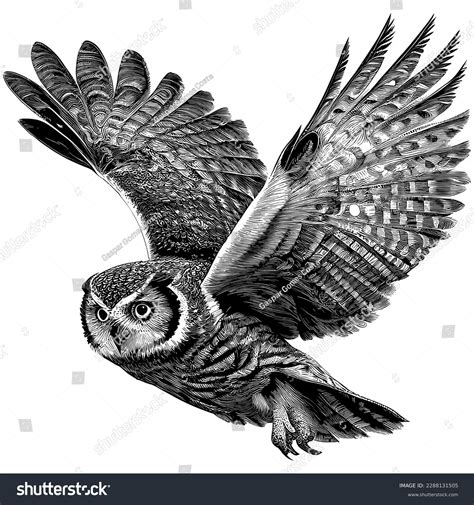 Hand Drawn Engraving Pen Ink Owl Stock Vector (Royalty Free) 2288131505 | Shutterstock