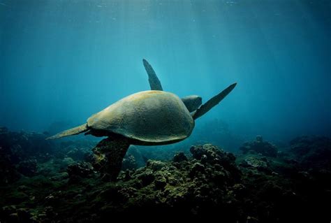 The Amazing Facts about Hawaiian Green Sea Turtles