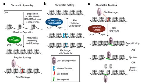 Chromatin remodeling