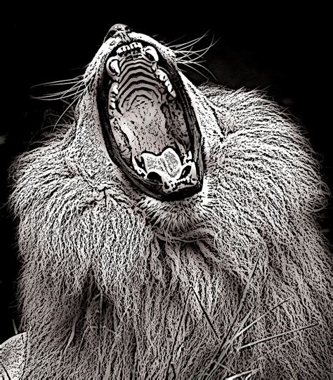 Black And White Lion Roar