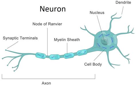 Draw A Labelled Diagram Of The Neuron And Describe Class 11 Biology | Porn Sex Picture