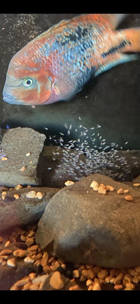 Male Vieja Melanura with his offspring. : r/Cichlid