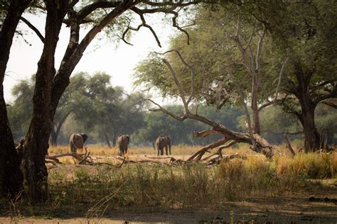 Lower Zambezi National Park safaris | Expert Africa