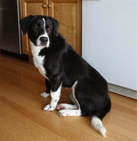 Border Collie Lab Mix: Complete Guide to Raising a Borador