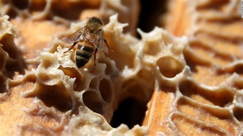 How African honey bees can help mitigate a world crisis - CNN