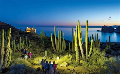 Serenity & Sea Life in the Sea of Cortez Cruise | AdventureSmith