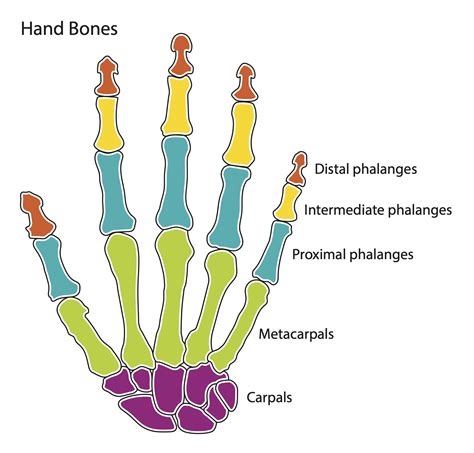 Hand Bone Anatomy Diagram