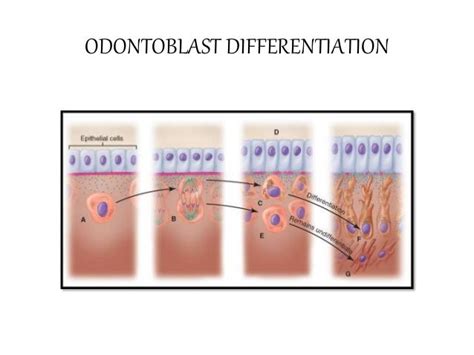 ODONTOBLAST