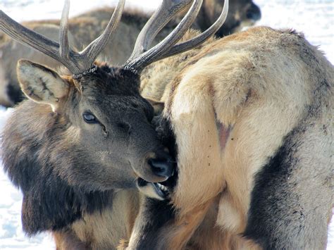 UTAH WILDLIFE BOARD REJECTS ELK PROPOSAL | EHUNTR