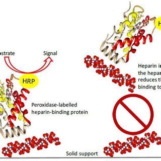 Basic principle of the competitive heparin ELISA | Download Scientific Diagram